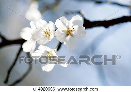 Blossoming pink flowers on a cherry tree View Large Photo Image Stock Photograph - Blossoming pink flowers on a cherry tree. Fotosearch