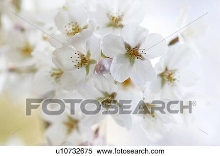 Stock Photography - Blossoming pink flowers on a cherry tree. Fotosearch