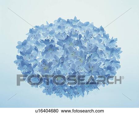Stock Image - Blue azalea arranged in a circle. Fotosearch