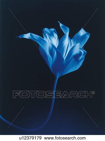 Blue flower View Large Photo Image Stock Photo - Blue flower. Fotosearch