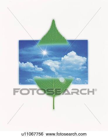 Blue Sky and Green Leaf View Large Photo Image Stock Photograph - Blue Sky and Green Leaf. Fotosearch