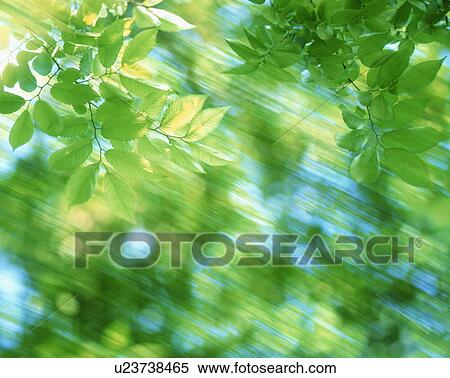 Stock Photography - Blurred green leaves. Fotosearch