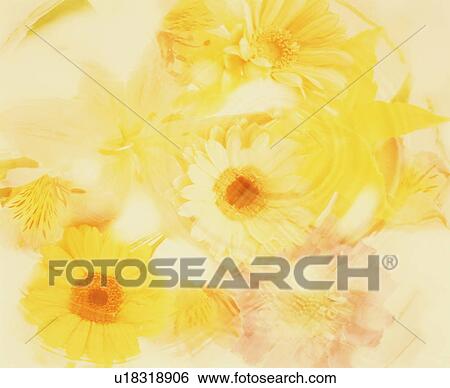 Blurred group of flowers View Large Photo Image Stock Photograph - Blurred group of flowers. Fotosearch