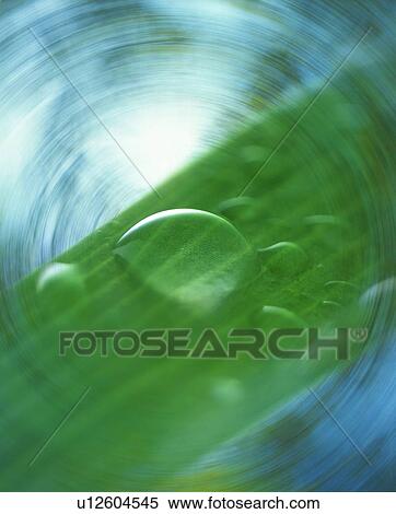 Stock Photography - Blurred image of dew on a leaf. Fotosearch