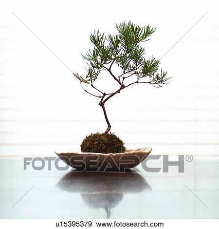 Stock Photo - Bonsai tree. Fotosearch
