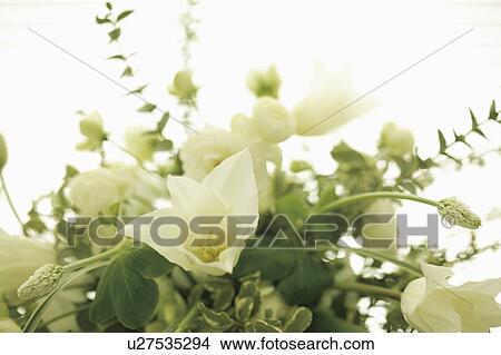 Picture - Bouquet of white flowers, white background. Fotosearch