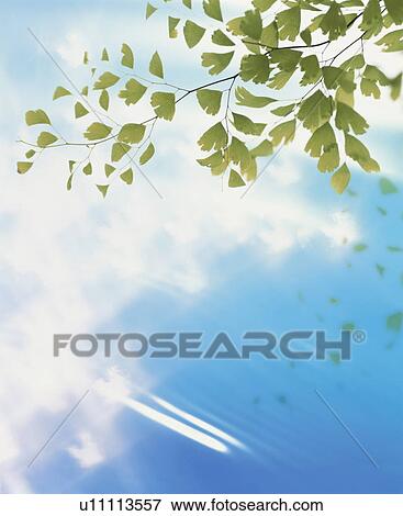 Branch and a blue sky View Large Photo Image Stock Photo - Branch and a blue sky. Fotosearch
