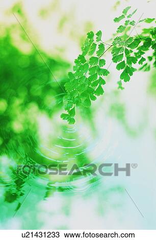 Stock Image - Branch dipping into water surface. Fotosearch