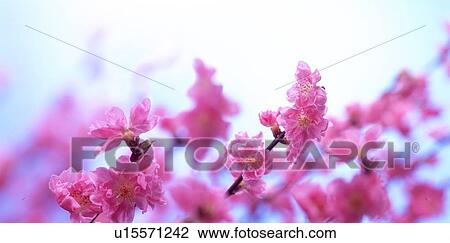Stock Image - Bright pink cherry blossoms. Fotosearch
