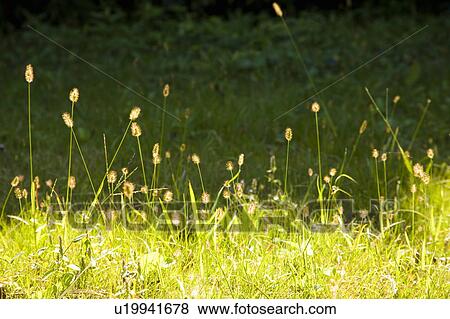 Bristle grass View Large Photo Image Stock Photo - Bristle grass. Fotosearch