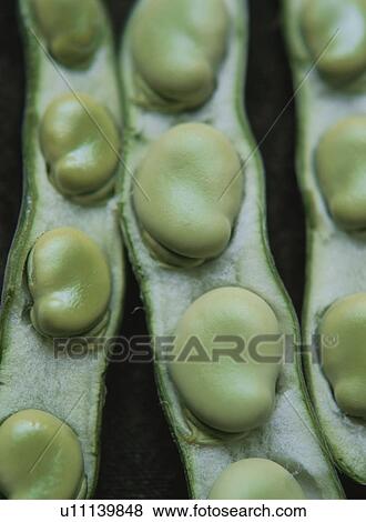 Stock Photo - Broad beans. Fotosearch