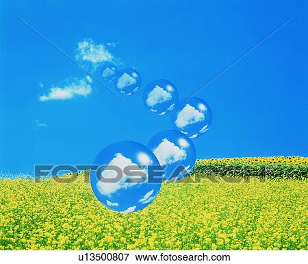 Bubbles containing clouds floating over a field of yellow flowers View Large Photo Image Stock Photo - Bubbles containing clouds floating over a field of yellow flowers. Fotosearch