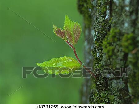 Bud on the trunk of a Japanese elm. Tomakomai, Hokkaido, Japan View Large Photo Image Stock Photo - Bud on the trunk of a Japanese elm. Tomakomai, Hokkaido, Japan. Fotosearch