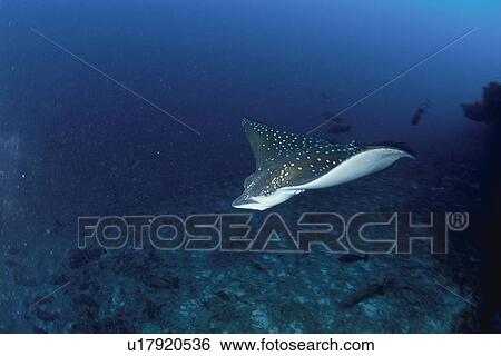 Stock Photograph - Bullnose ray swimming off shore, Maldive Islands. Fotosearch