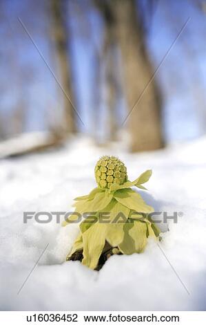 Stock Image - Butterbur Sprout. Fotosearch