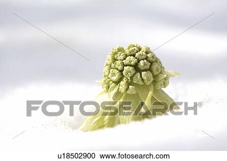 Stock Image - Butterbur. Fotosearch