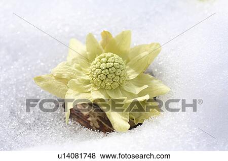 Stock Photo - Butterbur. Fotosearch