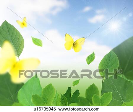 Stock Photography - Butterfly over a large group of leaves. Fotosearch