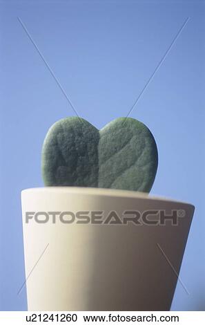 Cactus and a blue sky View Large Photo Image Stock Image - Cactus and a blue sky. Fotosearch
