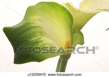 Stock Image - Calla lily (Zantedeschia aethiopica). Fotosearch