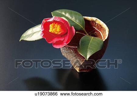 Stock Photograph - Camellia in a vase. Fotosearch