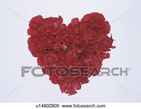 Stock Image - Carnations forming heart shape. Fotosearch