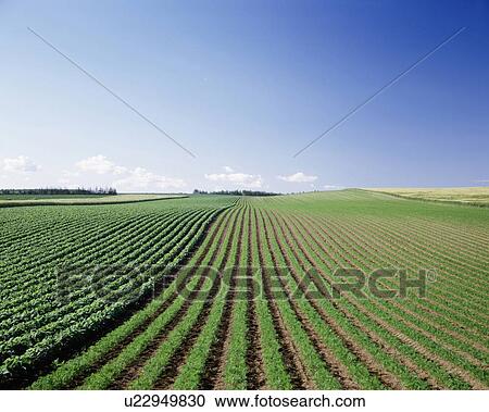 Stock Image - Carrot Field. Fotosearch
