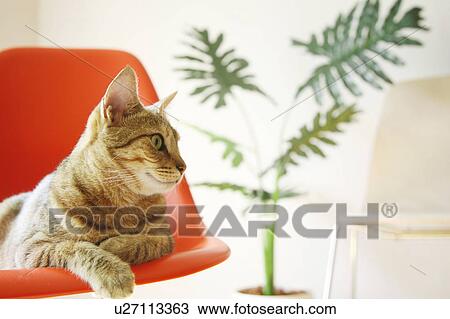 Stock Image - Cat sitting on chair in room with pot plant. Fotosearch