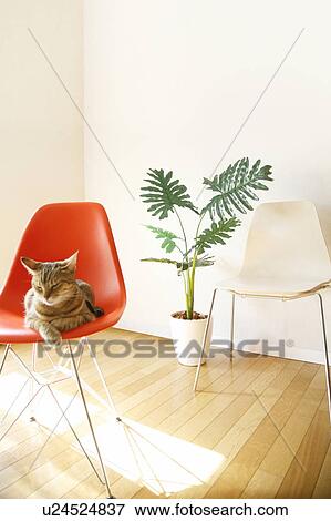 Stock Photo - Cat sitting on chair in room with pot plant. Fotosearch