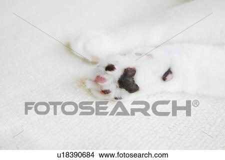 Picture - Cat's paws . Fotosearch