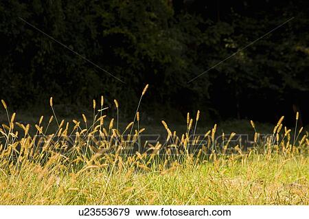 Cattails. Otsu, Shiga Prefecture, Japan View Large Photo Image Stock Photo - Cattails. Otsu, Shiga Prefecture, Japan. Fotosearch