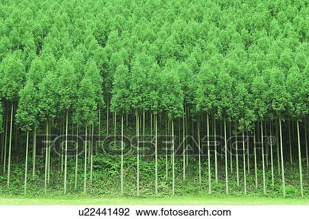 Cedar Forest View Large Photo Image Stock Image - Cedar Forest . Fotosearch