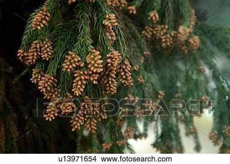 Cedar pollen View Large Photo Image Picture - Cedar pollen. Fotosearch