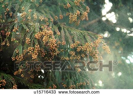 Stock Image - Cedar Pollen. Fotosearch