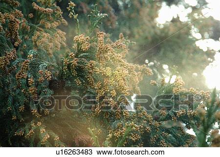 Stock Image - Cedar pollen. Fotosearch