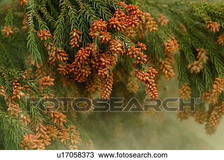 Stock Image - Cedar Pollen. Fotosearch