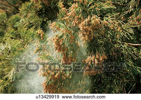 Cedar Pollen View Large Photo Image Stock Photo - Cedar Pollen. Fotosearch
