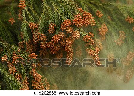Stock Photo - Cedar pollen. Fotosearch