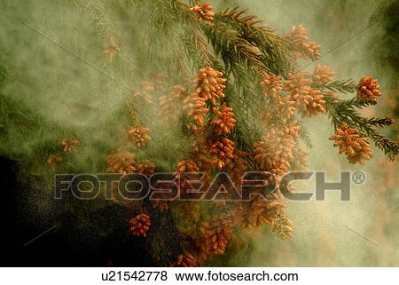 Stock Photo - Cedar pollen. Fotosearch