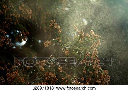 Cedar pollen View Large Photo Image Stock Photo - Cedar pollen. Fotosearch