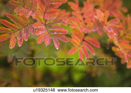 Stock Photo - Checker tree during Autumn. Fotosearch