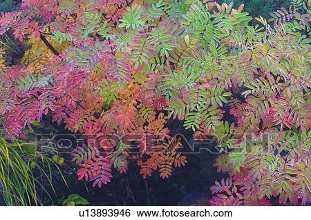 Stock Photograph - Checker tree during Autumn. Fotosearch