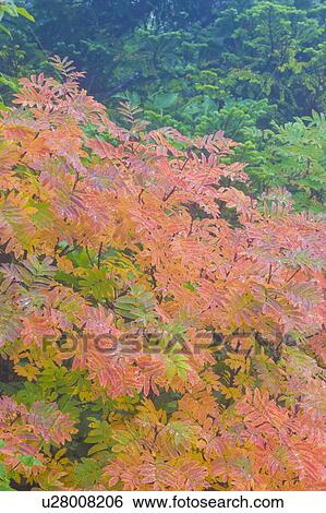 Stock Photograph - Checker tree during Autumn. Fotosearch