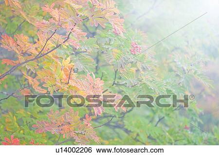 Stock Photograph - Checker tree in fog. Fotosearch