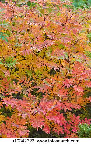 Checker tree, Norikura plateau, Matsumoto, Nagano Prefecture, Japan View Large Photo Image Stock Image - Checker tree, Norikura plateau, Matsumoto, Nagano Prefecture, Japan. Fotosearch