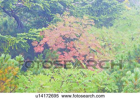 Stock Photography - Checker tree, Norikura plateau, Matsumoto, Nagano Prefecture, Japan. Fotosearch