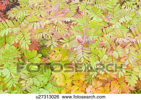 Stock Photograph - Checker tree. Fotosearch
