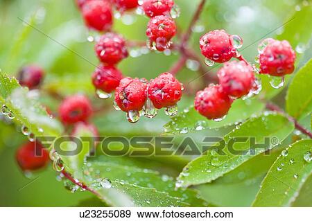 Stock Photo - Checker tree with berries. Fotosearch