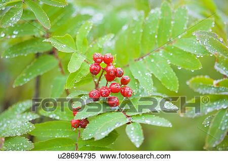 Stock Photography - Checker tree with berries. Fotosearch