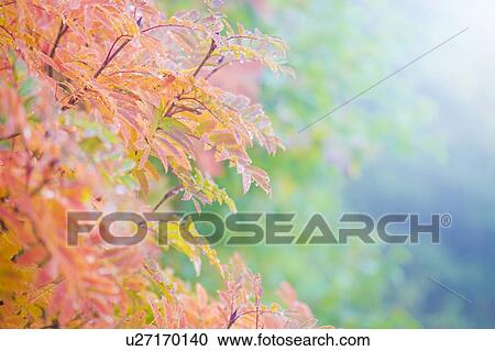 Stock Image - Checker tree with dew. Fotosearch